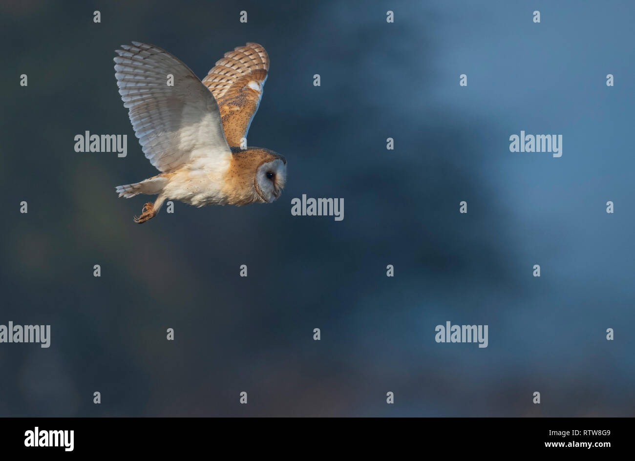 Schleiereule Tyto Alba im Flug. UK Stockfoto