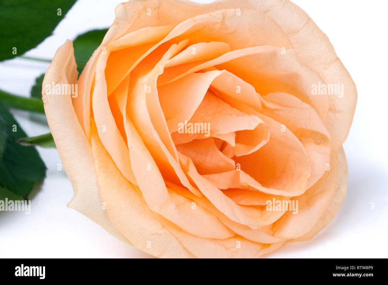 Peach Rose mit Blättern auf weißem Hintergrund Stockfoto