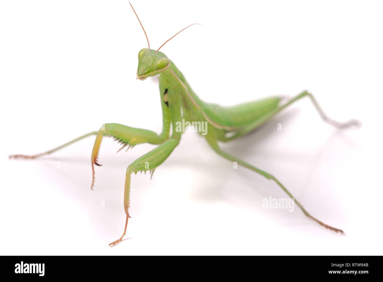 Mantis auf weißem Hintergrund schließen isoliert-up Makro Stockfoto