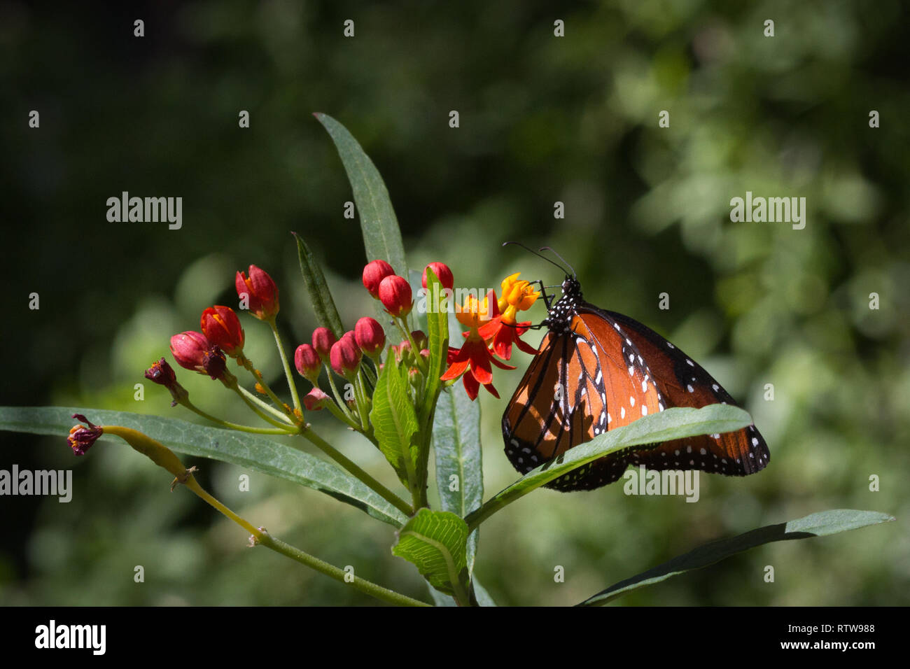 Eine Königin Schmetterling stoppt zu riechen die Blumen Stockfoto