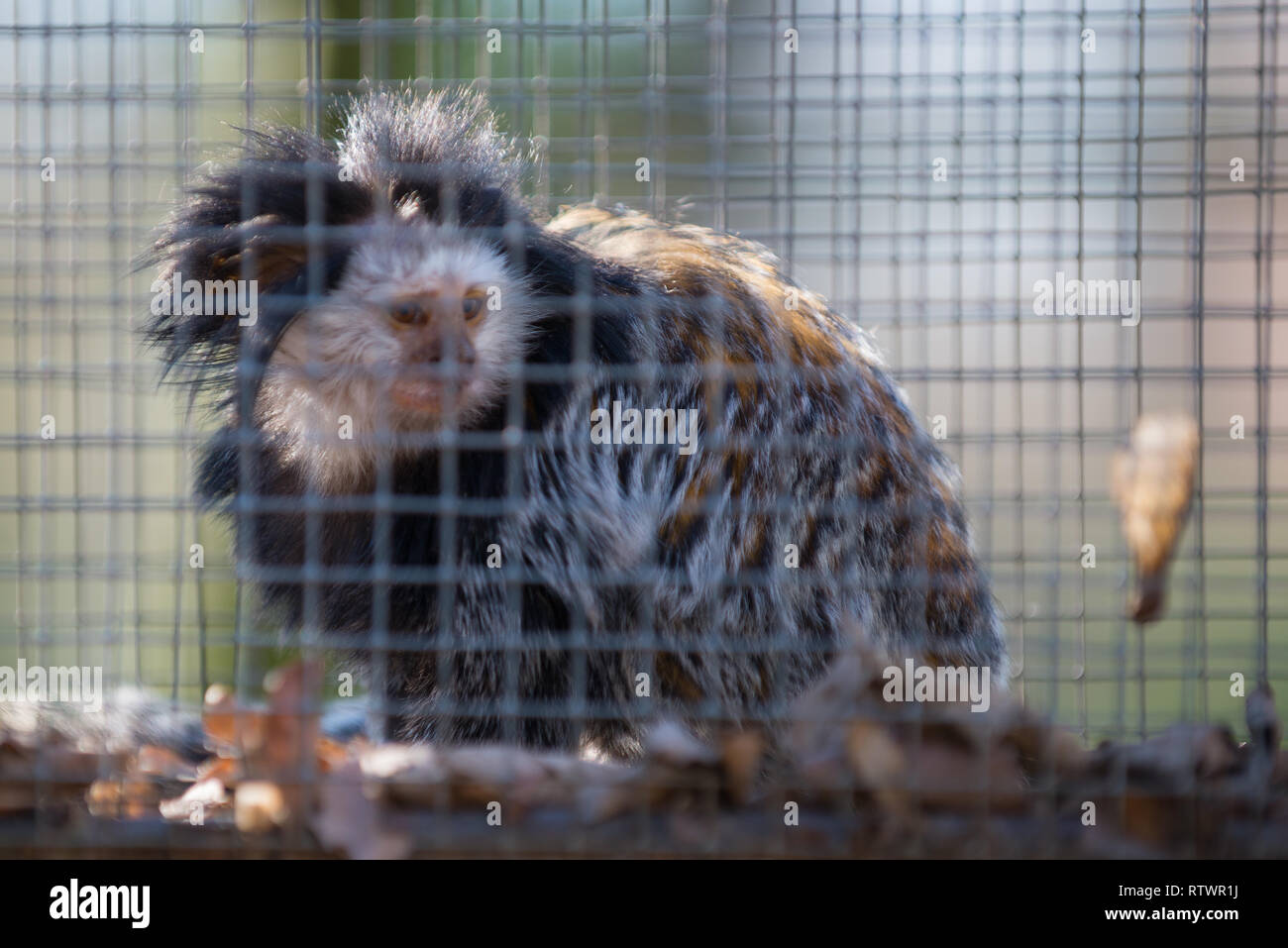 Caged Geoffreys marmosetten (Callithrix geoffroyi) als Haustier gehalten Stockfoto