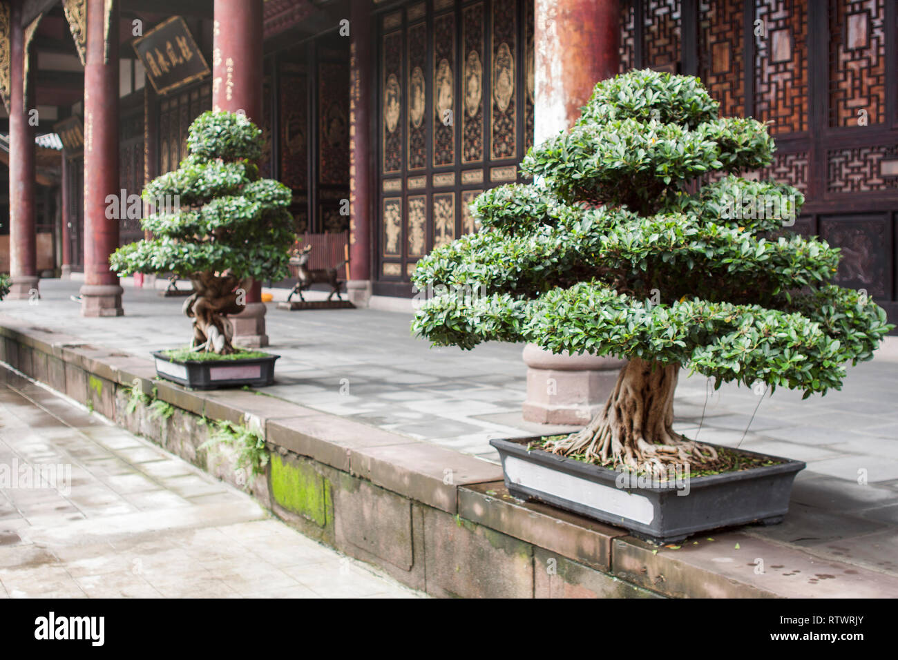 Chinesischen Topf pflanzen, kleine Pinien. Stockfoto