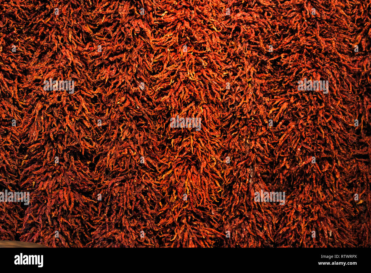 Wand der Getrocknete rote Chilis Schließen oben mit Details und Texturen. Stockfoto