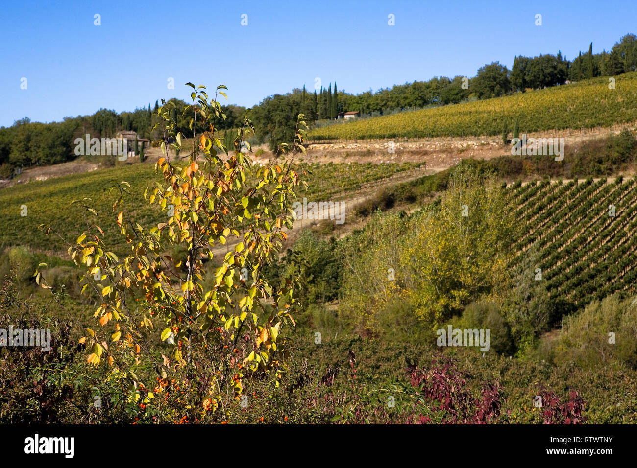 Montevertine Weingut in der toskanischen Landschaft in der Nähe von Radda in Chianti, in der Provinz von Siena, Toskana, Italien Stockfoto