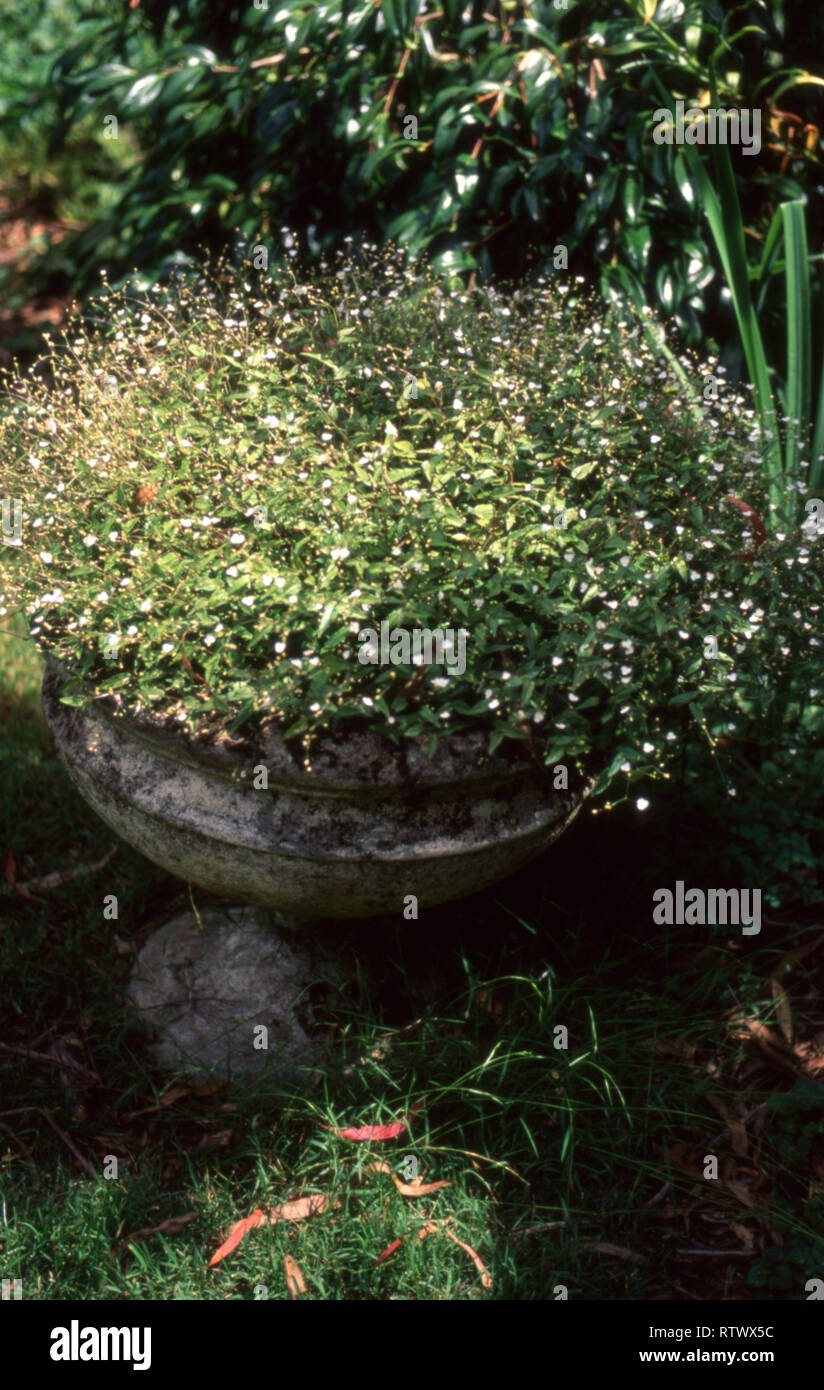 Alte stein Garten Topf mit BABY'S ATEM (GYPSOPHILIA). Eine beliebte Pflanze VERWENDET IN BLUMENARRANGEMENTS. Stockfoto