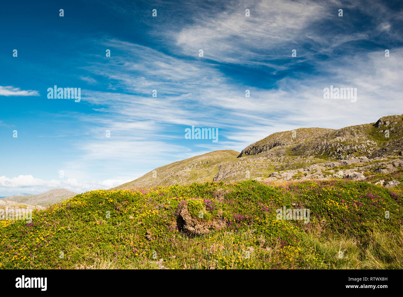 Die Slieve Miskish Mountains in der Beara Halbinsel, County Cork, Irland, mit blühenden Heidekraut und Atlantik oder westlichen Ginster Stockfoto