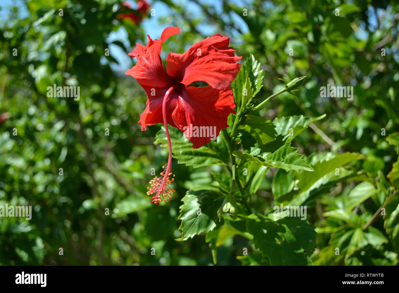 Red Hibiscus, Familie Malvaceae, Hibiskus sp., Sanddünen von Sigatoka Nationalpark, Viti Levu, Fidschi Stockfoto