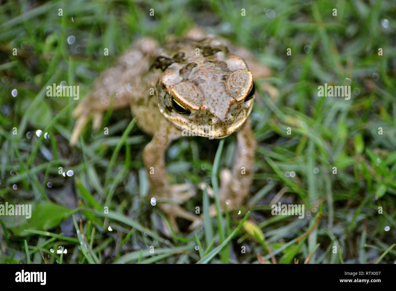 Stockkröte im Boden, Rhinella marina, Viti Levu, Fidschi Stockfoto