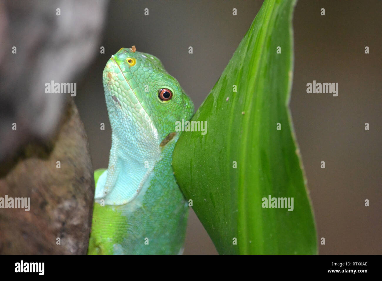 Fidschi Kurzkammleguan, Brachylophus fasciatus, Captive, Kula Eco Park, Viti Levu, Fidschi, South Pacific Stockfoto