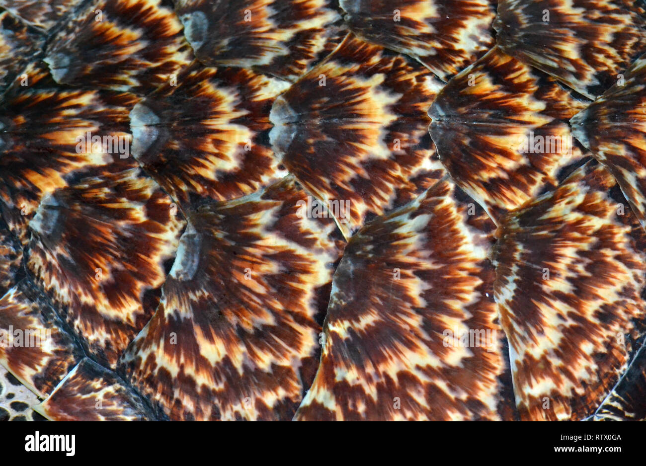 Detail der Hülle eines hawksbill Sea Turtle, Eretmochelys imbricata, Captive, Kula Eco Park, Viti Levu, Fidschi, South Pacific Stockfoto