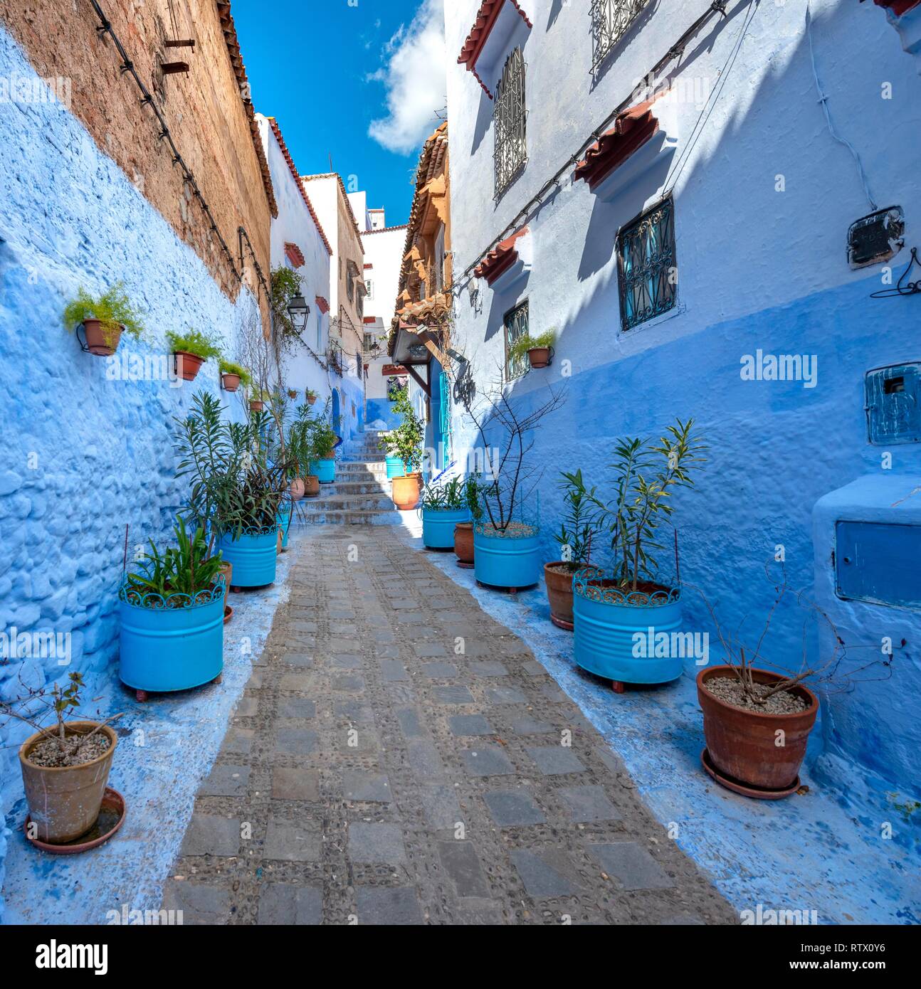 Schmale Gasse mit den Blumentöpfen, blaue Häuser, Medina von Meknes, Chaouen, Córdoba, Marokko Stockfoto