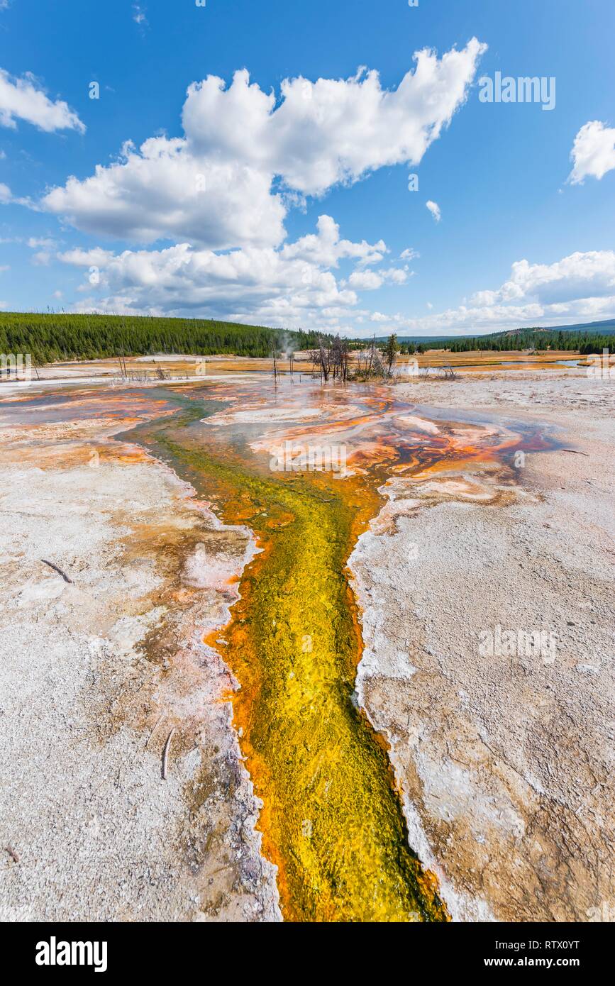 Hot Spring, gelb Algen und mineralische Ablagerungen, Biscuit Basin, Yellowstone National Park, Wyoming, USA Stockfoto