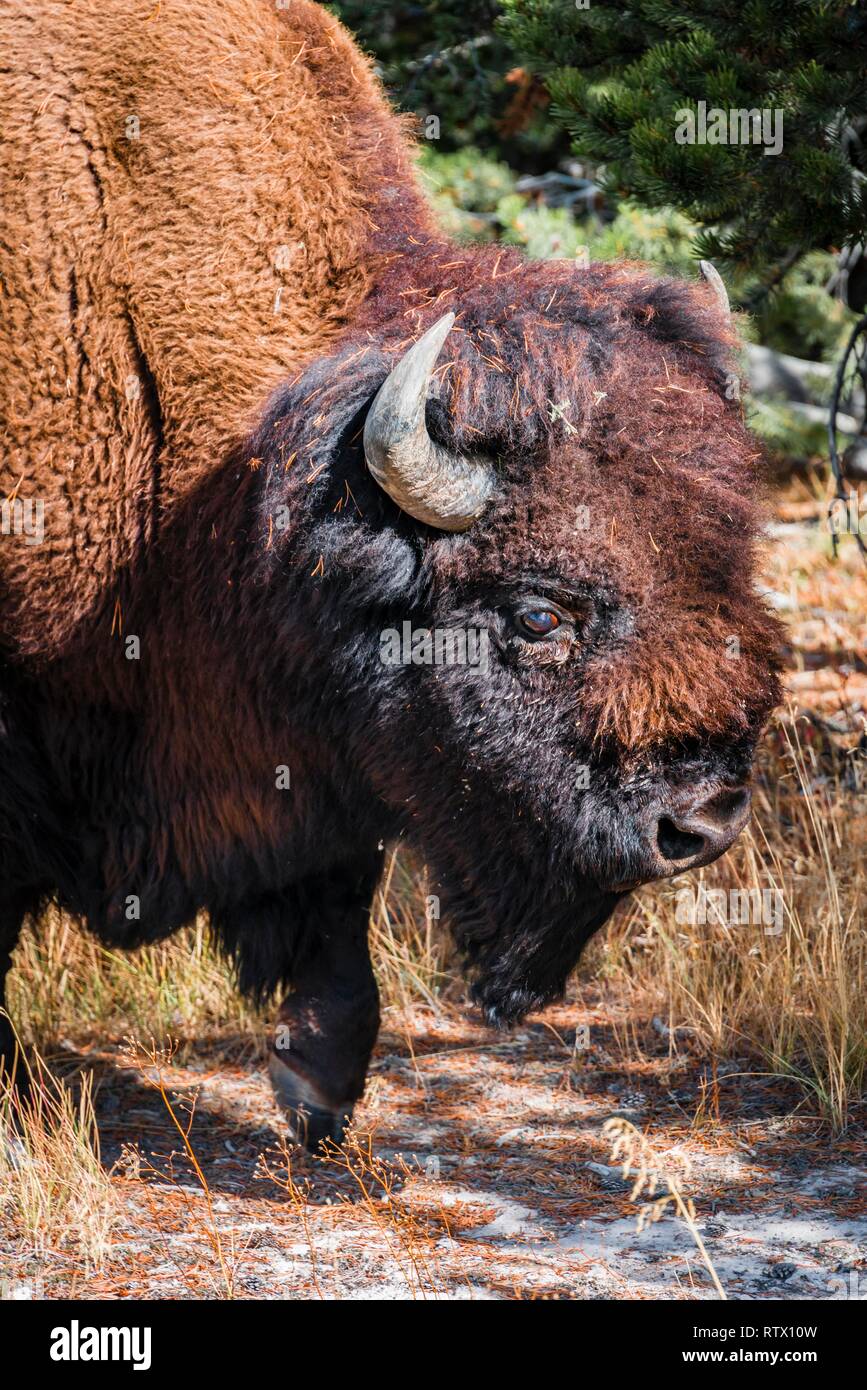 Tier Portrait, amerikanische Bison (Bison bison), Yellowstone National Park, Wyoming, USA Stockfoto