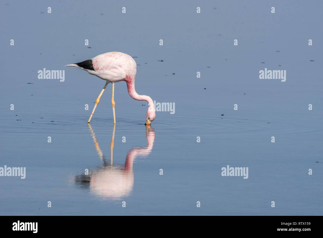 Anden Flamingo (Phoenicoparrus andinus) in Wasser, Nahrung suchen, Laguna Chaxa, Salar de Atacama, Región de Antofagasta Stockfoto