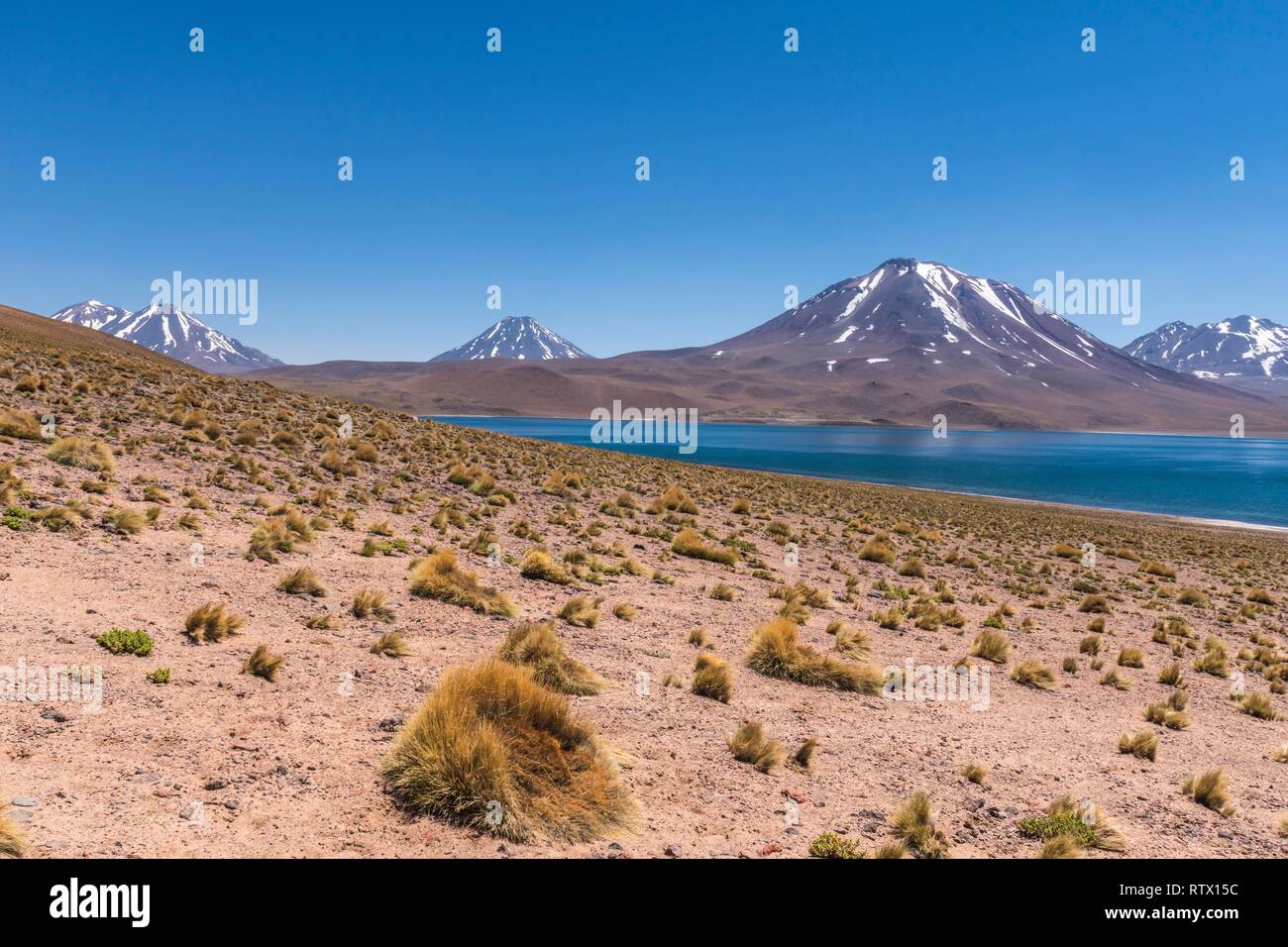 Lagune, Laguna Miscanti mit Vulkan Chiliques und Cerro Miscanti, Altiplano, Región de Antofagasta, Chile Stockfoto