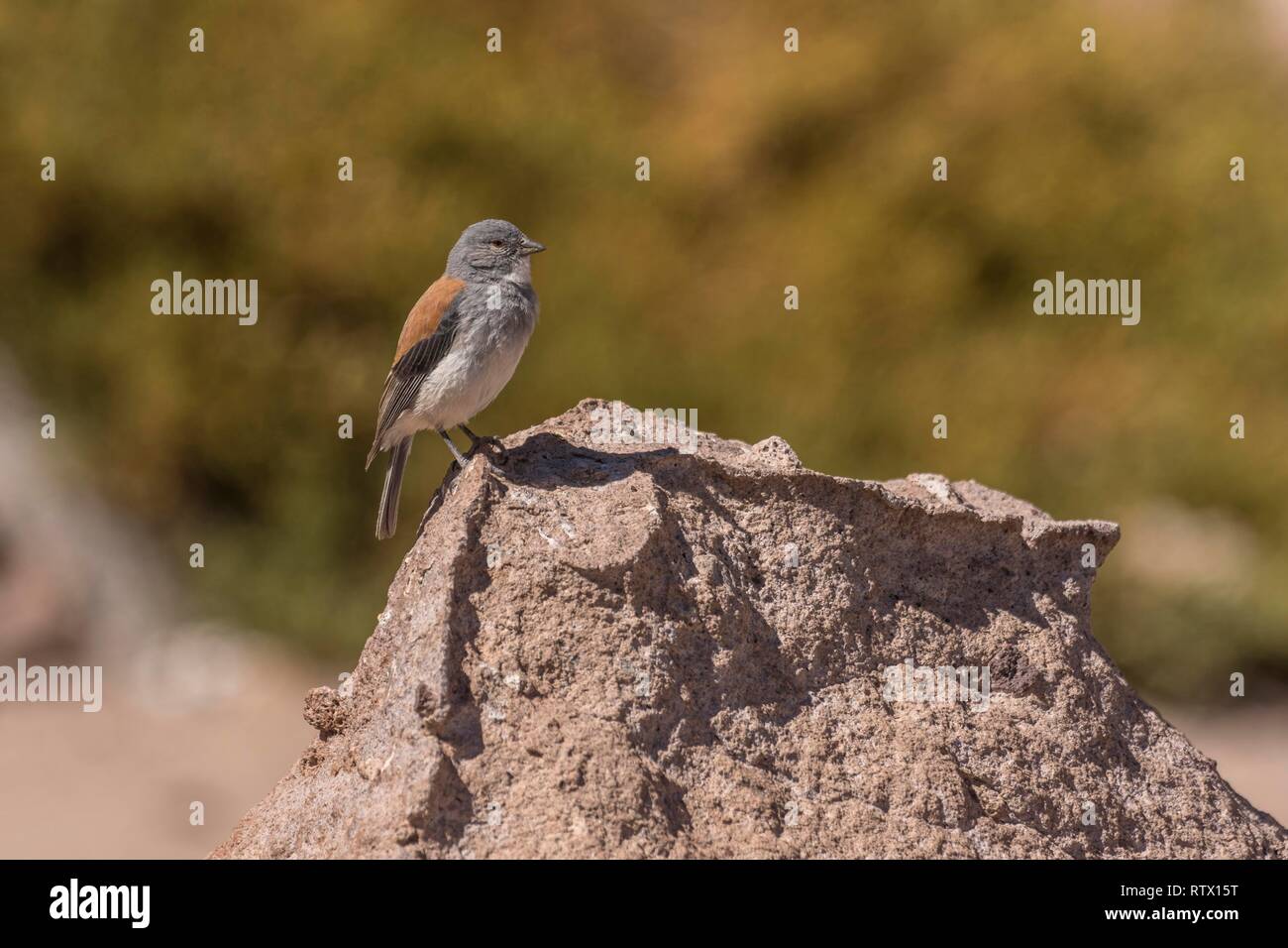 Red-backed Sierra Finch (Phrygilus dorsalis) sitzt auf Felsen, Región de Antofagasta, Chile Stockfoto