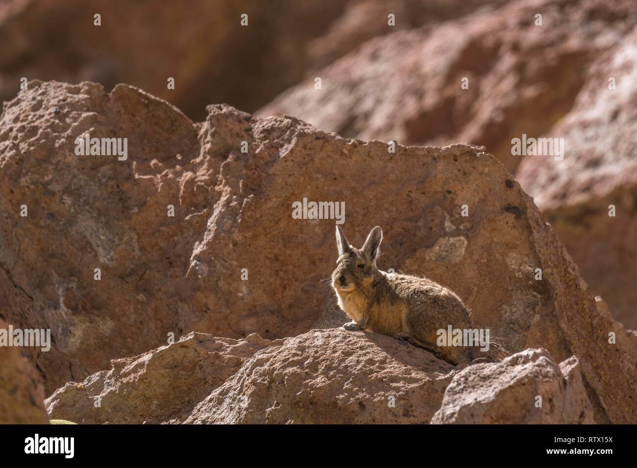 Südliche Viscacha (Lagidium viscacia) sitzt aufmerksam auf Felsen, Región de Antofagasta, Chile Stockfoto