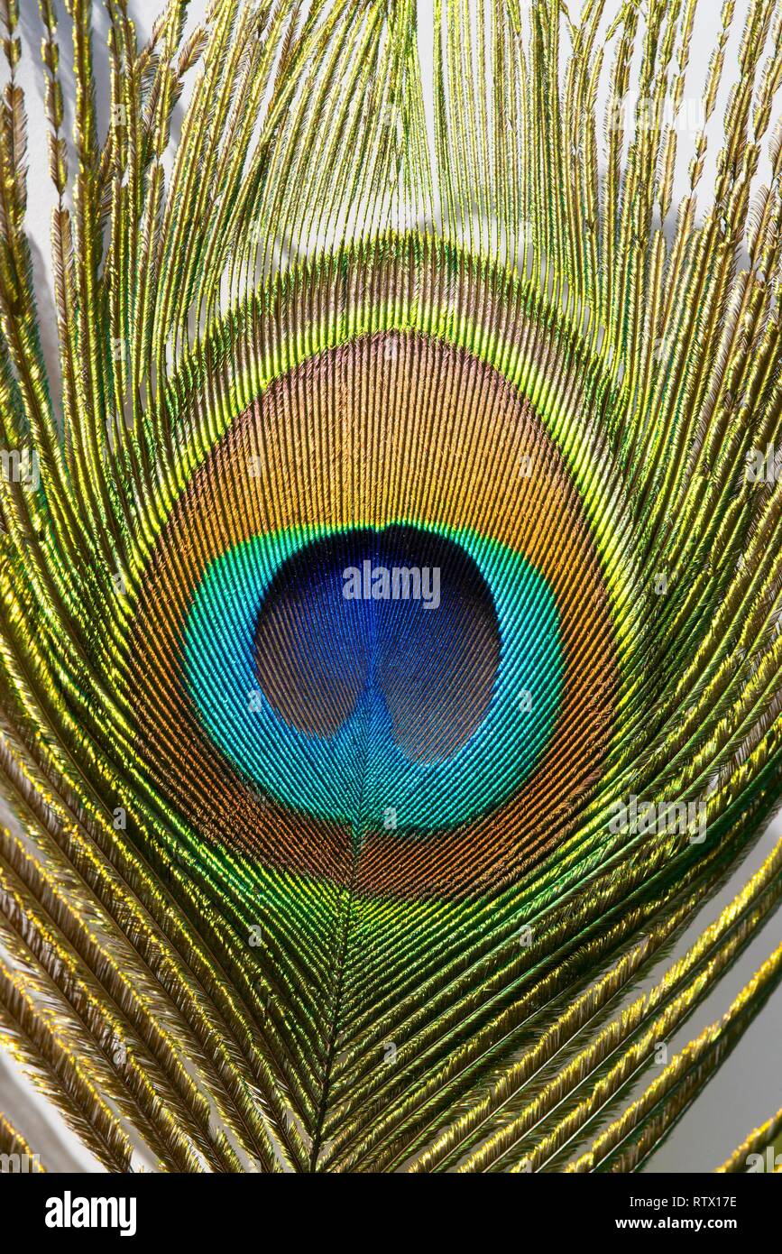Close-up of a Feather mit Peacock eye, Indischen Pfau (Pavo cristatus), Niedersachsen, Deutschland Stockfoto
