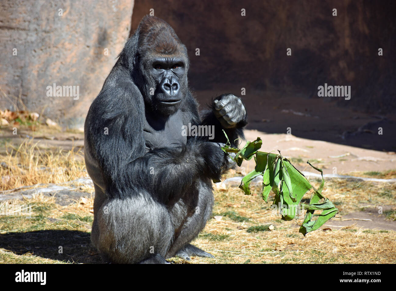 Silverback Gorilla Stockfoto