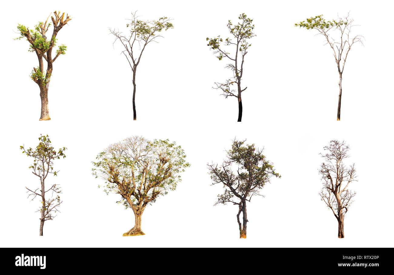 Sterbende Bäume auf weißem Hintergrund, die Sammlung von Bäumen. Stockfoto