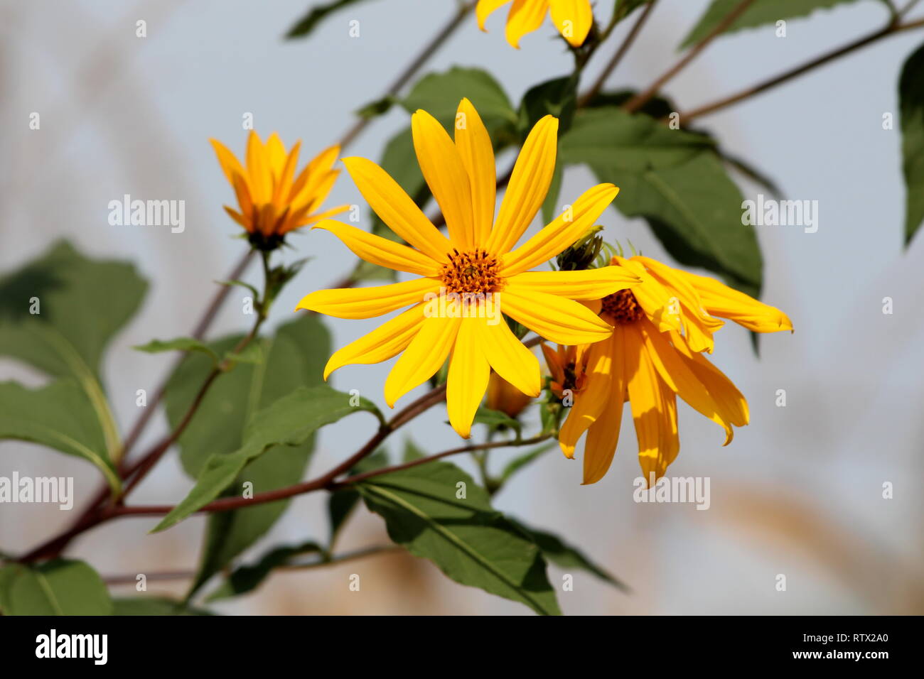 Leuchtend gelbe Blüten der Topinambur oder Helianthus tuberosus oder  Sunroot oder Sunchoke oder Erde apple Stauden mehrjährig Sonnenblumen  Pflanzen Stockfotografie - Alamy