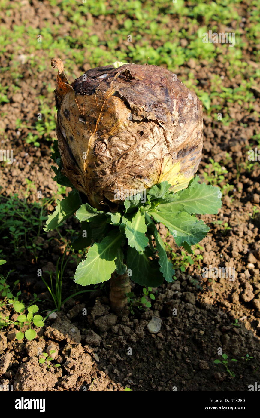 Vollständig Kohl oder Kopfkohl grünen jährliche Gemüse pflanzen mit dicken Getrocknete braune Blätter in Kohl Kopf formte getrocknet Stockfoto