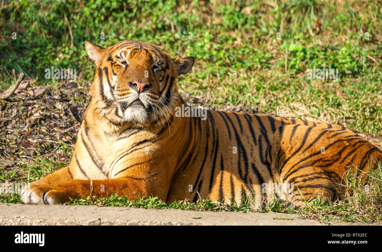 Koniglicher Tiger Stockfotos Und Bilder Kaufen Alamy