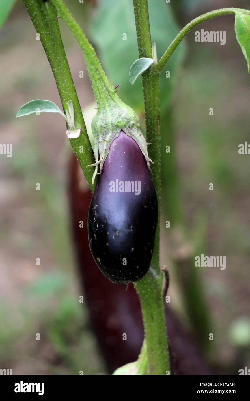 Aubergine oder Aubergine oder Aubergine empfindliche tropische Mehrjährige einjährige Pflanze mit Eiförmige glänzend dunkel Lila genießbare Früchte wachsen in lokalen Garten Stockfoto