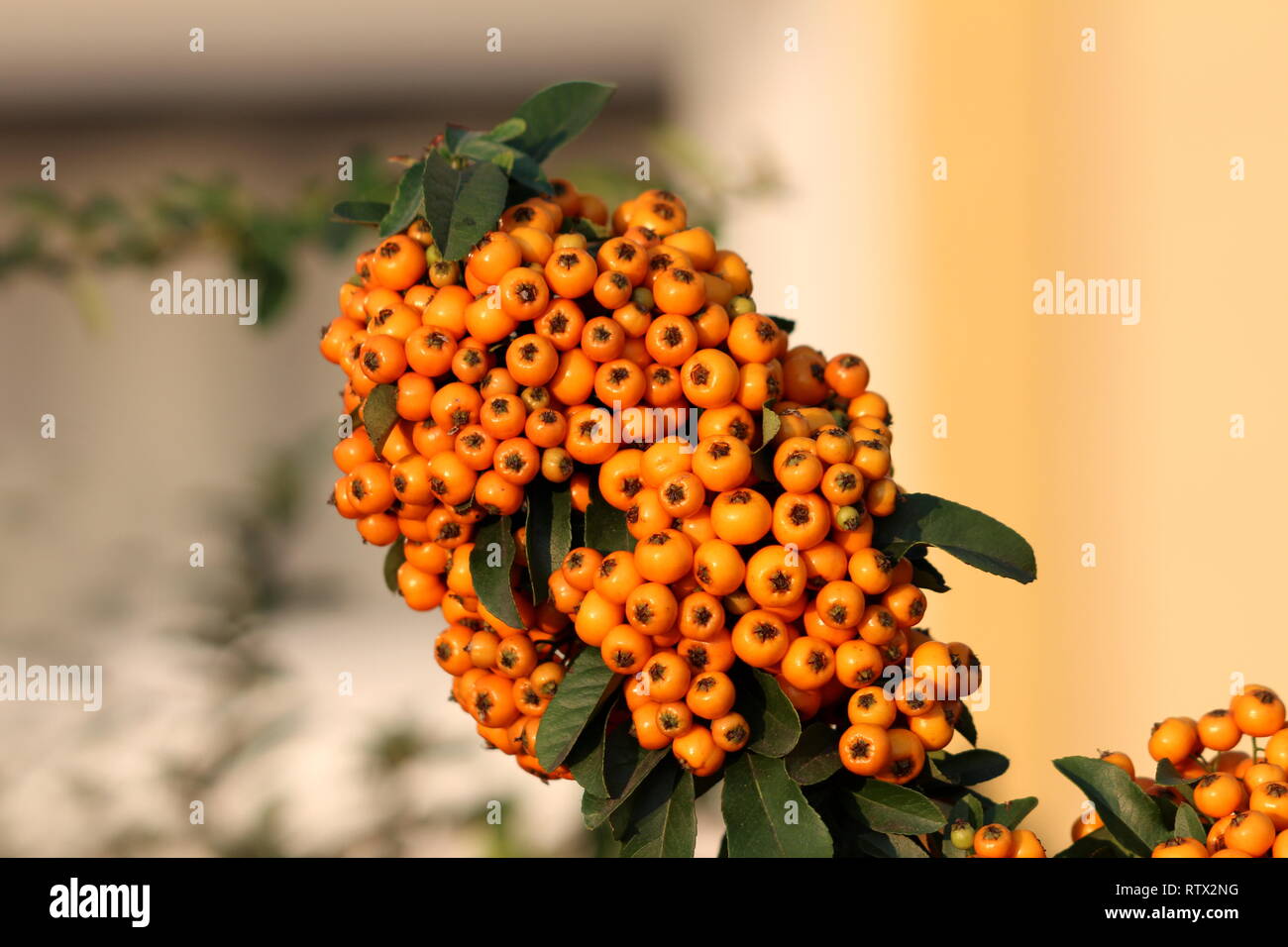 Oder Firethorn Holzbr dornige immergrner Strauch Pflanze mit mehreren orange  Beeren in einem Bndel mit dunkelgrnen Blttern umgeben Stockfotografie -  Alamy
