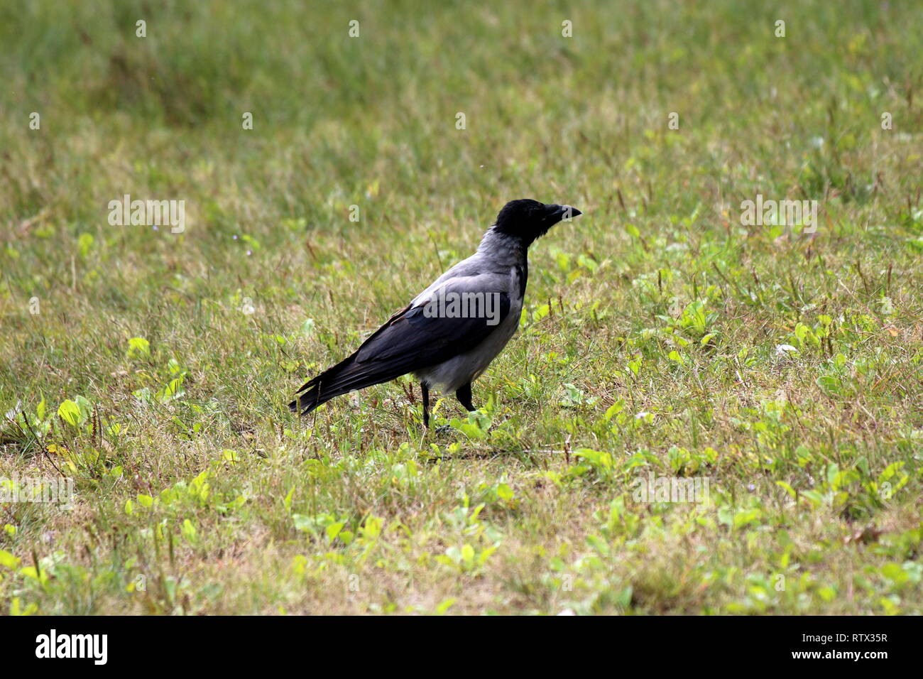 Nebelkrähe oder Corvus cornix oder Hoodie Grau und Schwarz kleiner Vogel  auf ungeschnittenes Gras in lokalen Park auf warmen sonnigen Tag  Stockfotografie - Alamy