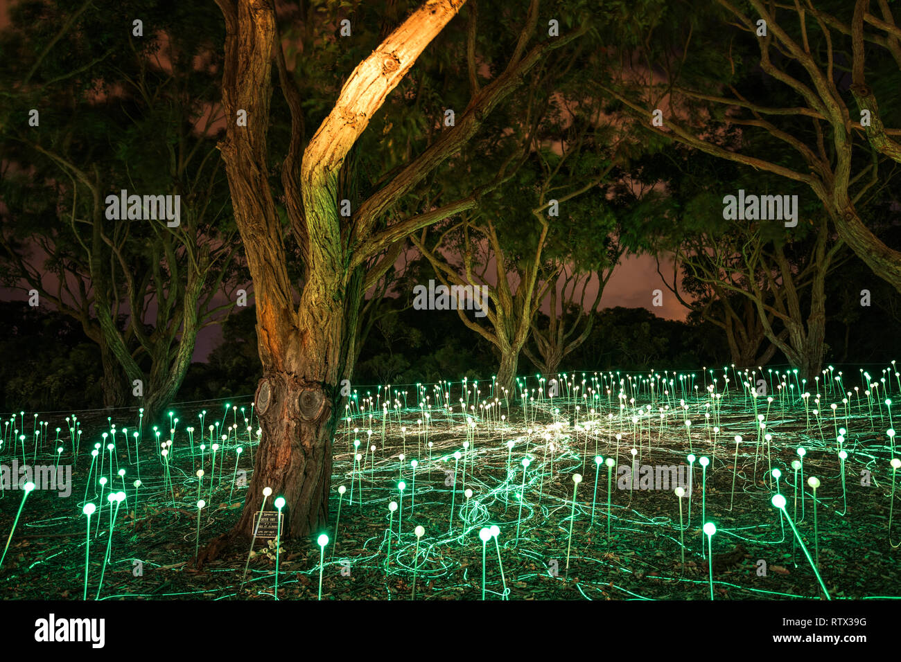 Das Feld des Lichtes: Avenue der Ehre ist eine immersive Kunst Installation von Bruce Munro Ausleuchten der Avenue der Ehre am Mount Clarence, Western Aust Stockfoto