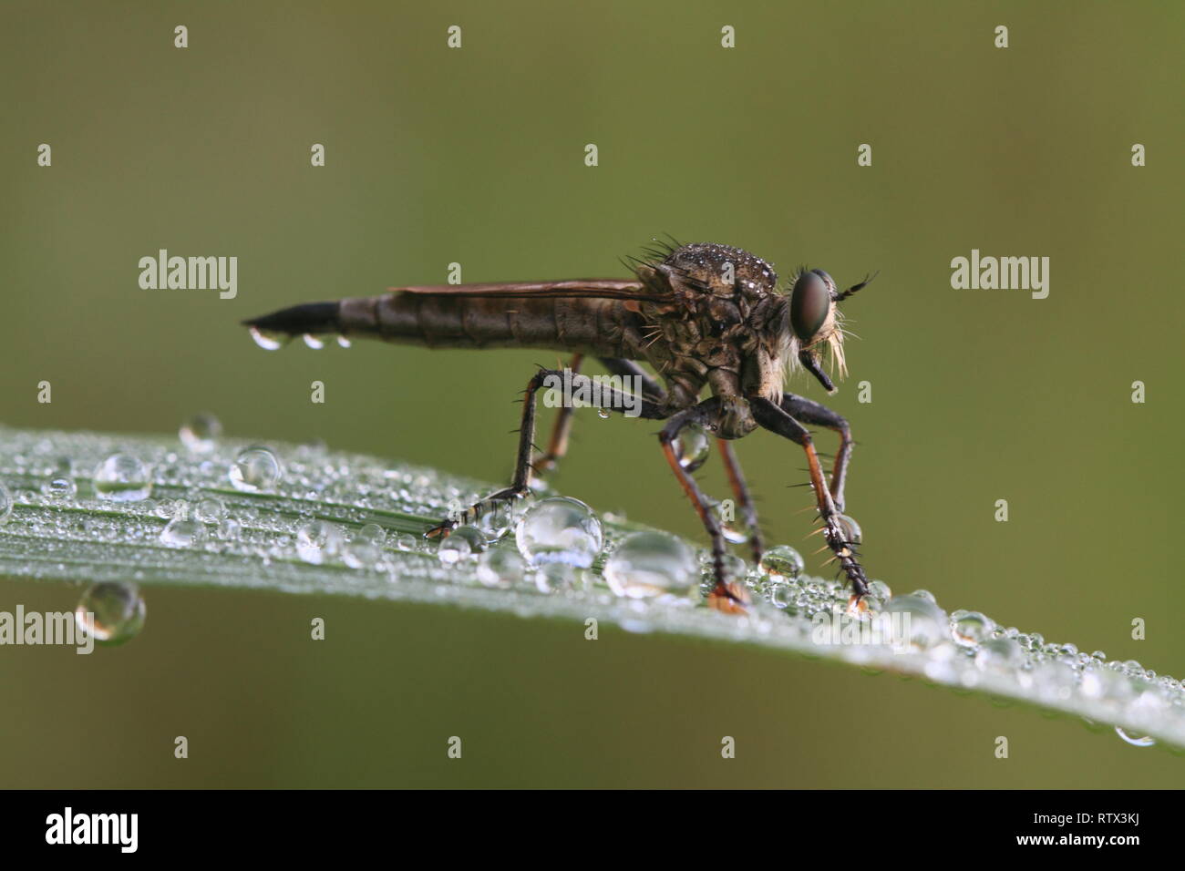 Robberfly, auf Paddy Blatt und grüner Hintergrund Stockfoto
