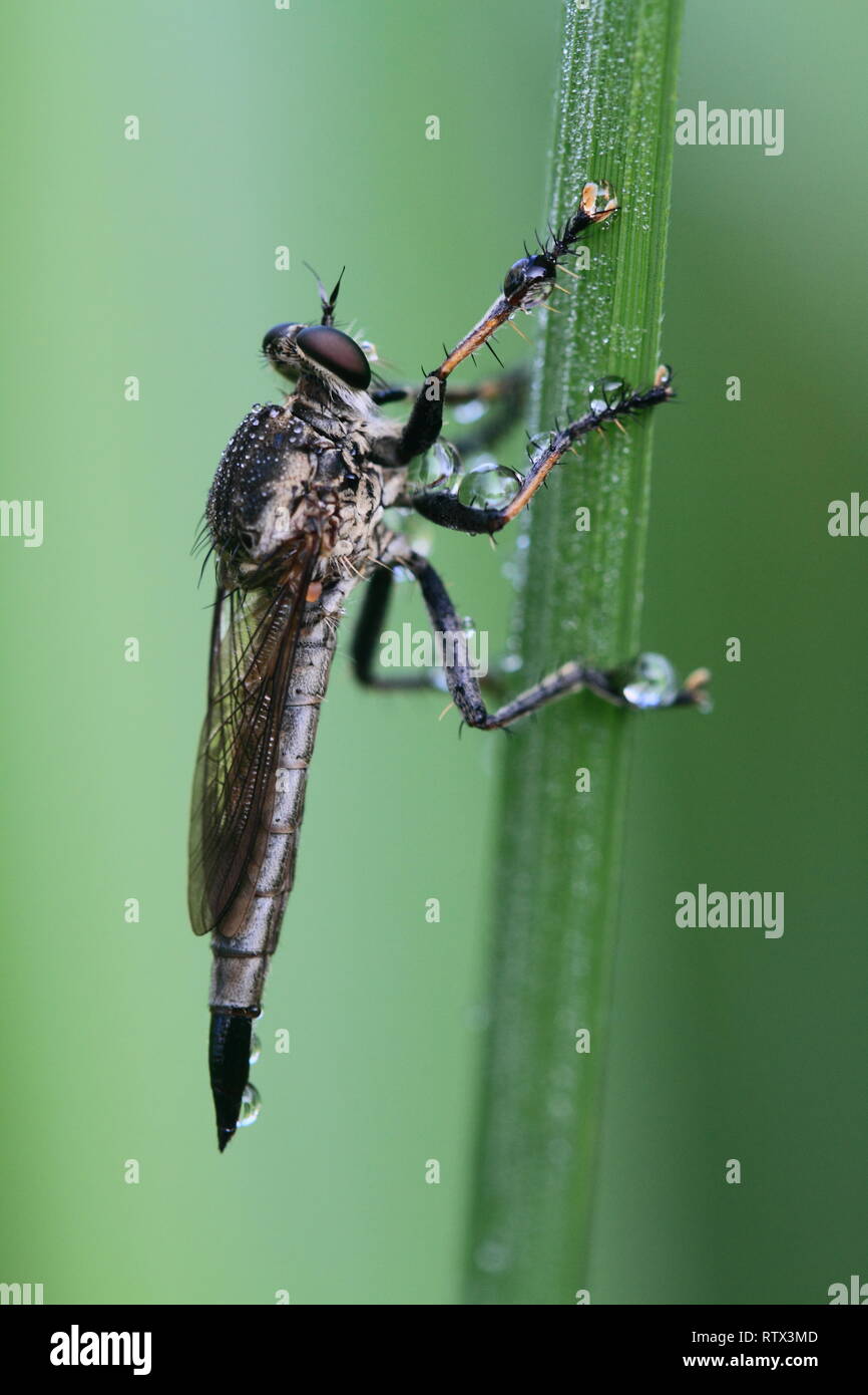 Robberfly, auf Paddy Blatt und grüner Hintergrund Stockfoto