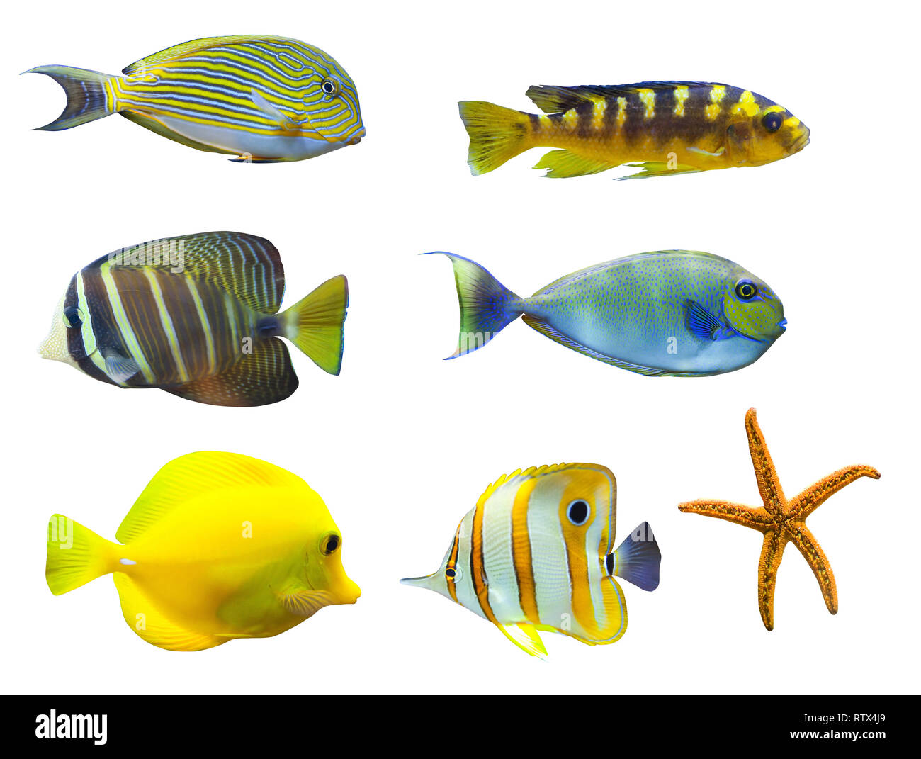 Tropische Fische - auf weißem Hintergrund. Von oben nach rechts: Acanthurus sohal - sohal Tang, Nimbochromis venustus, Zebrasoma desjardini - Sailefi Stockfoto