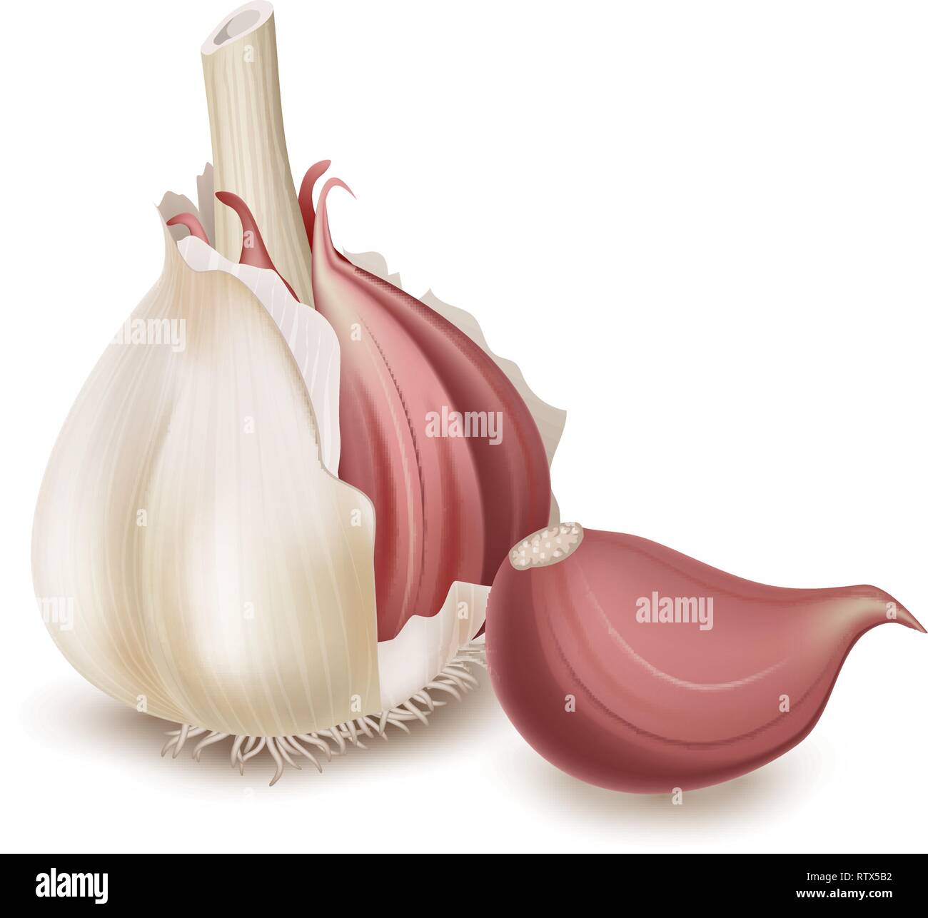 Realistische Knoblauch auf weißem Hintergrund. Vector Illustration Stock Vektor