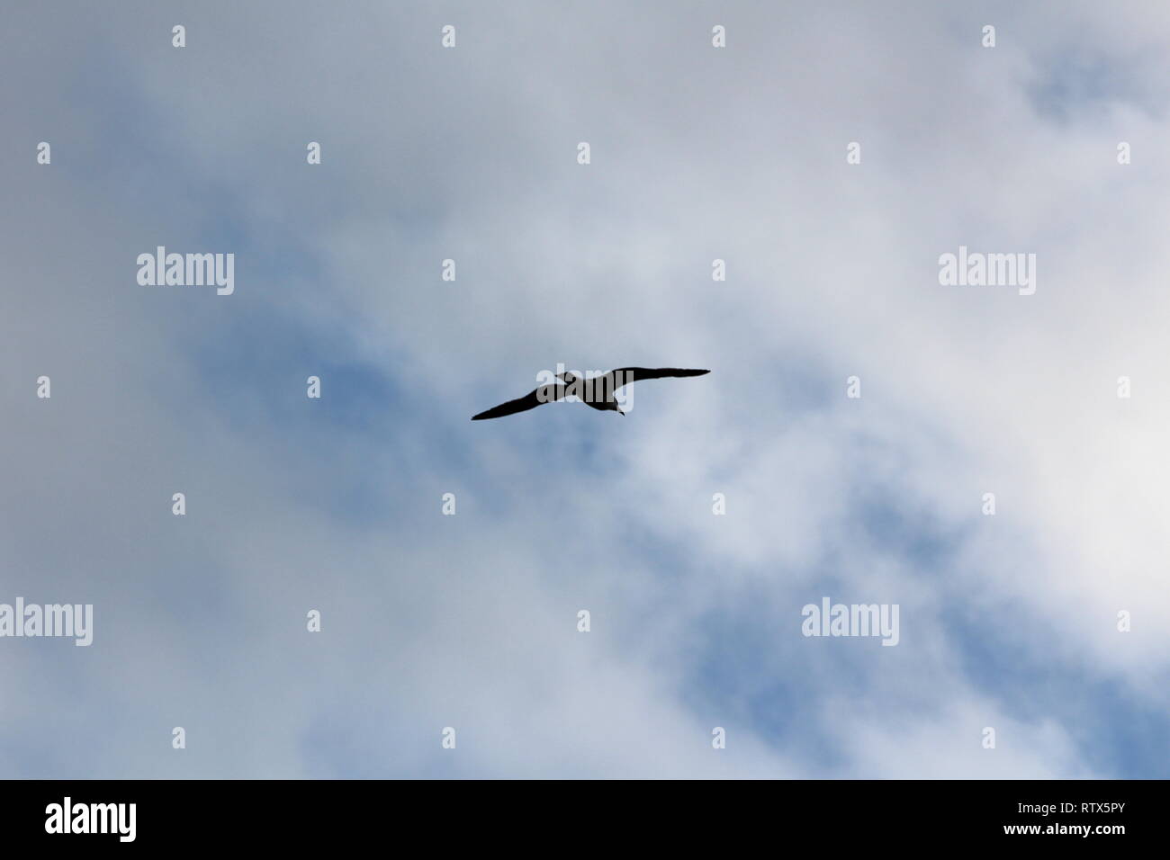 Silhouette von Seagull friedlich fliegen mit vollständig geöffneten Flügel an trüben stürmischen Himmel Hintergrund Stockfoto