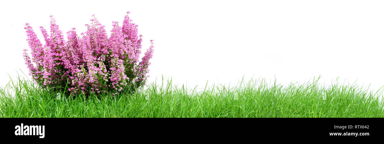 Gras Panorama auf weißem Hintergrund Stockfoto