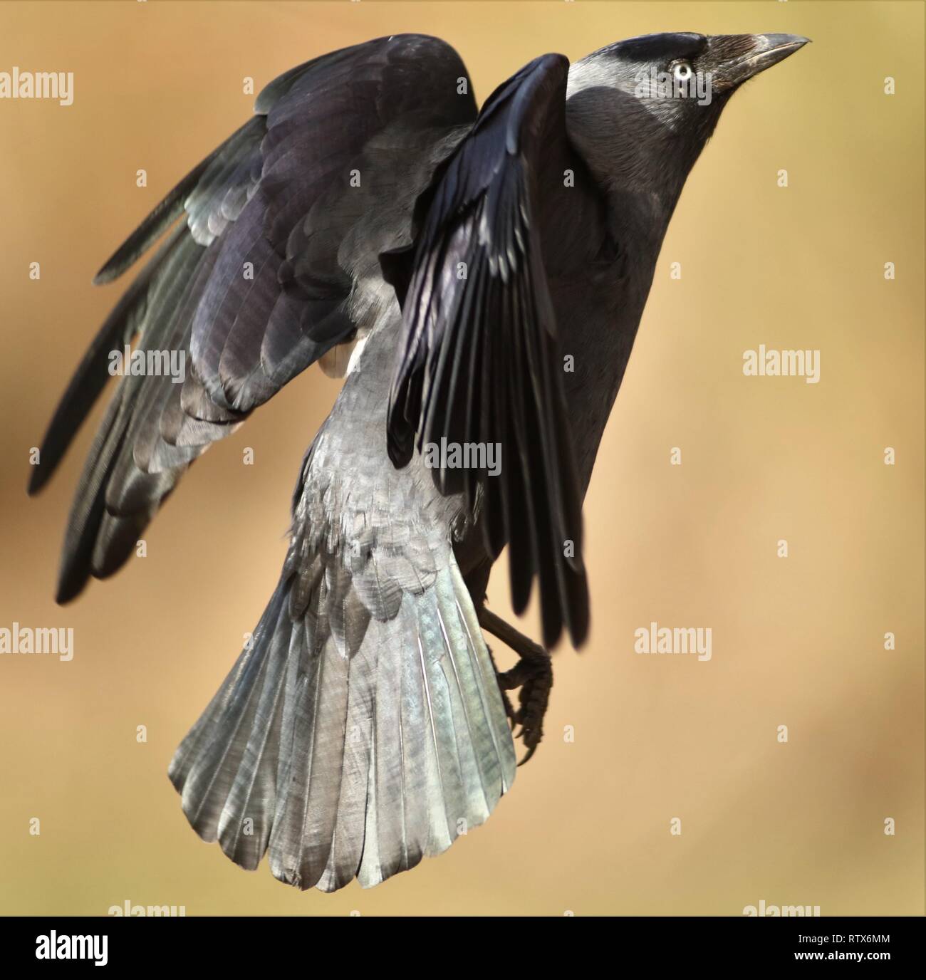 Dohle (Corvus monedula) fliegen durch Schilfrohr. Februar 2019, Gloucestershire, VEREINIGTES KÖNIGREICH Stockfoto