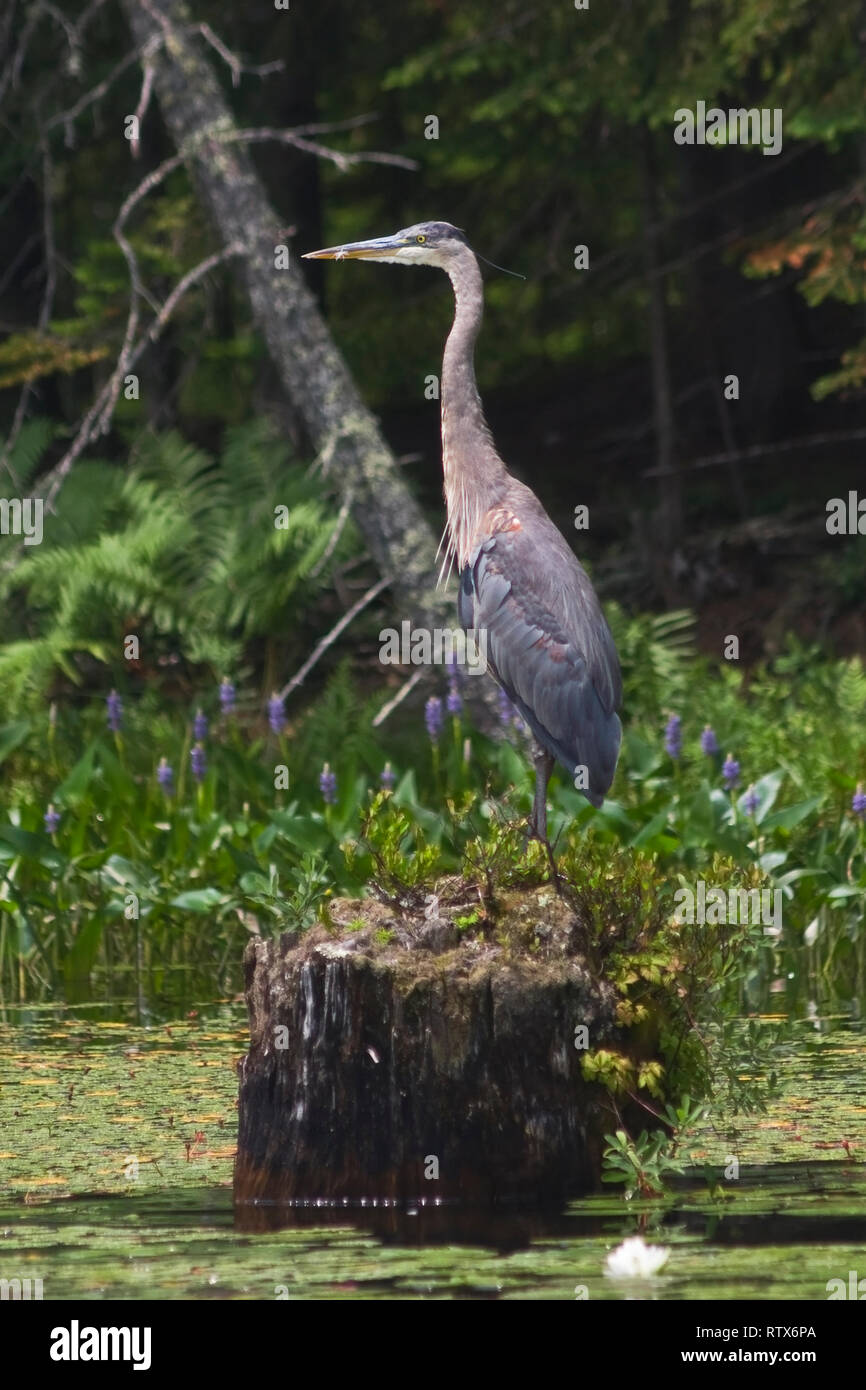 Ein Profil Great Blue Heron steht auf einem Baumstumpf in einem See. Die pastellgrau Federn des Heron heraus gegen den Schneebruch und Feuchtgebieten Blumen von Stand Stockfoto
