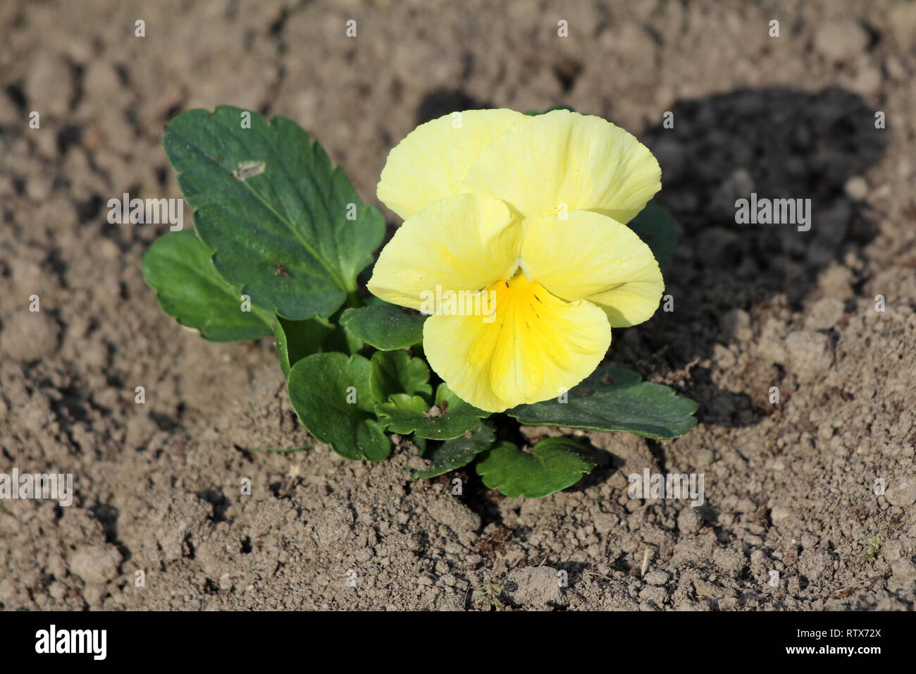Wildes Stiefmütterchen oder Viola tricolor oder Johnny jump up oder Heartsease oder Herzen lindern oder Herzen Freude oder Kitzeln meine Phantasie oder Jack aufspringen und küss mich Stockfoto