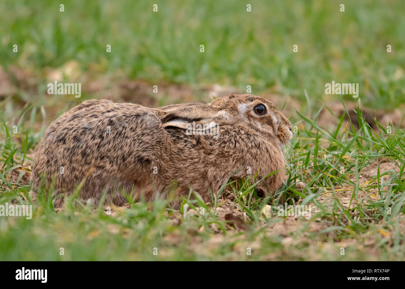 Feldhase (Lepus europaeus) Festlegung von Niedrig auf Norfolk Ackerland, Großbritannien Stockfoto