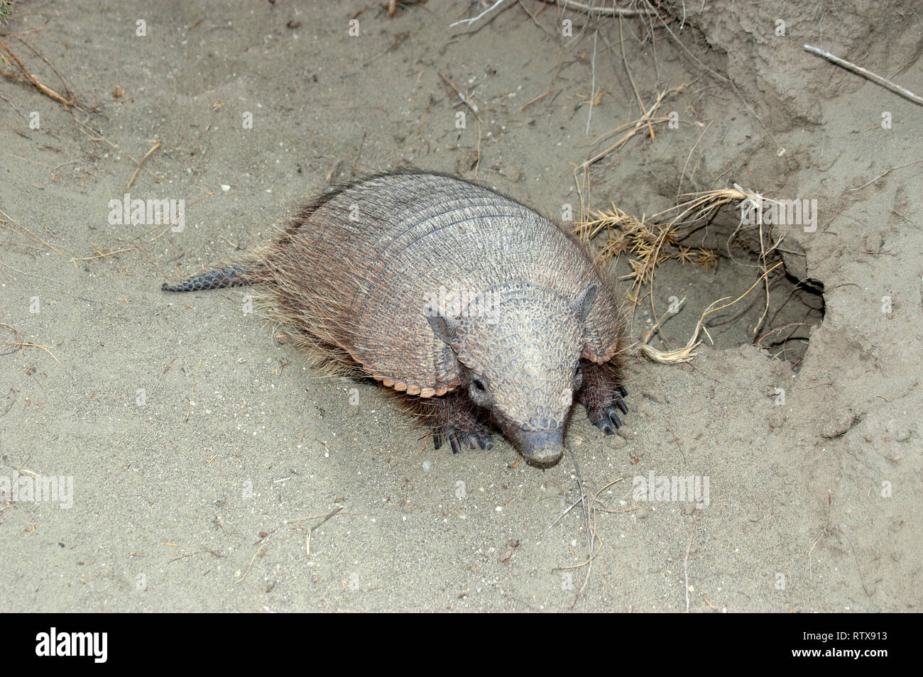 Dwarf armadillo oder pichi, Zaedys pichiy, endemisch in Patagonien, die Halbinsel Valdes, Chubut, Argentinien Stockfoto