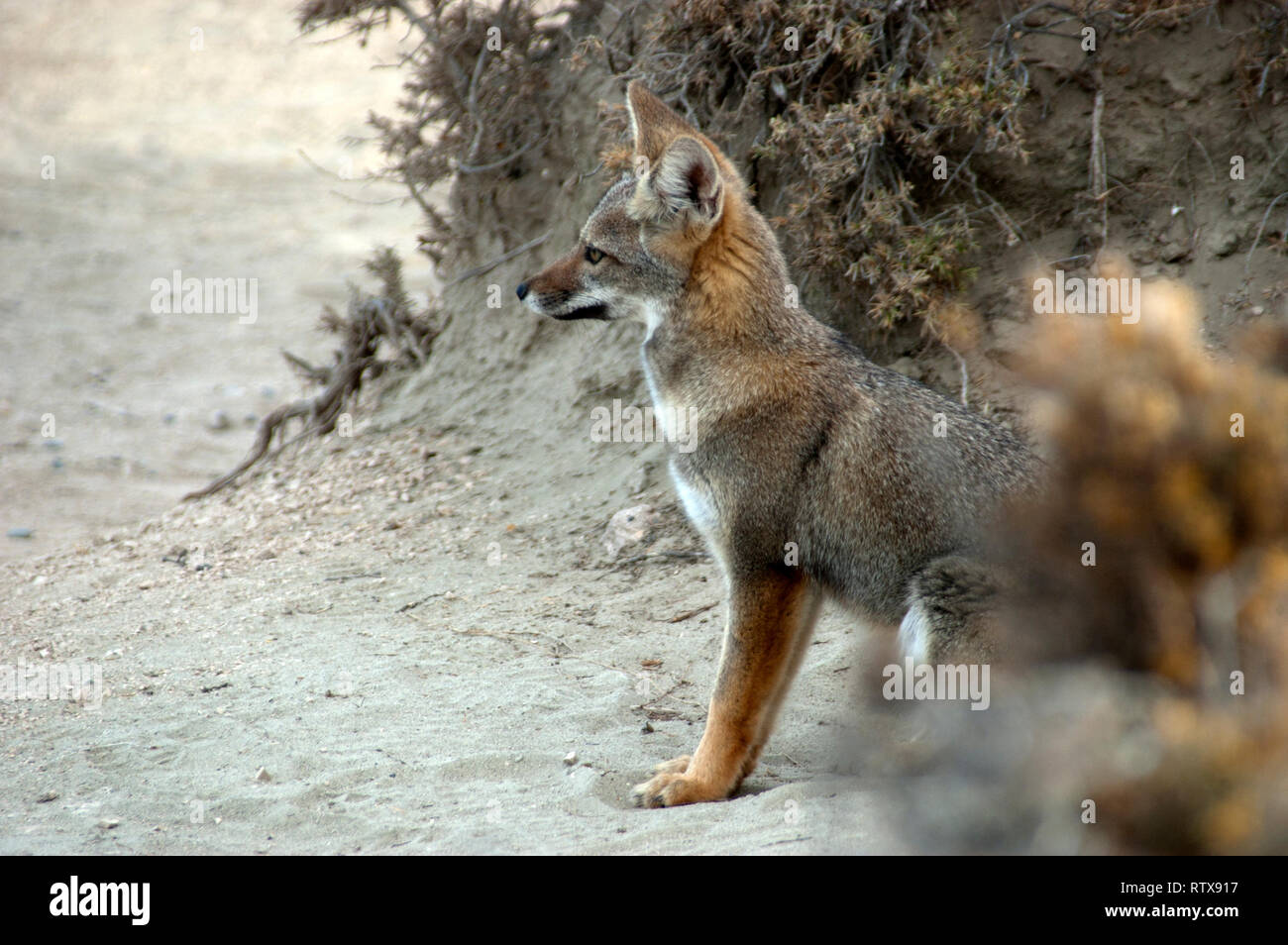 Südamerikanische Gray fox oder Zorro, oder Lycalopex Pseudalopex griseus, die Halbinsel Valdes, Patagonien Argentinien Stockfoto