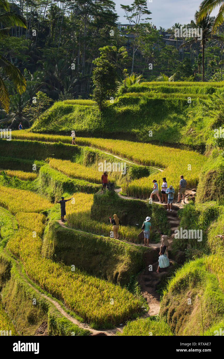 BALI, Indonesien, 17. Mai 2017; Erde Treppe in Reisfeldern. Terrasse Reisfelder in Tegallalang, Ubud auf Bali Stockfoto