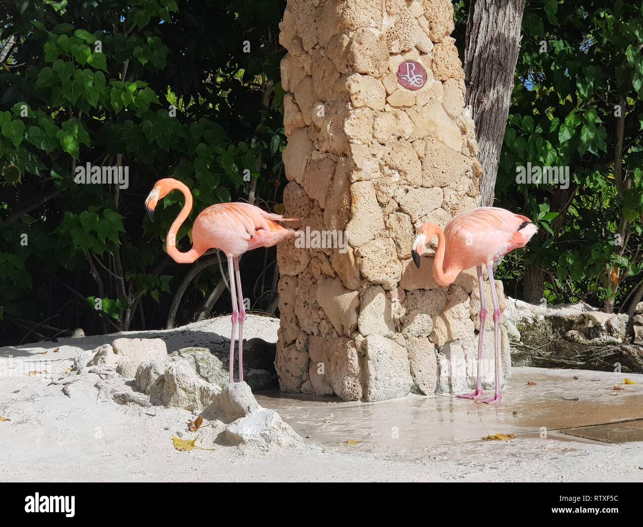Heißen Tag in Aruba, die Flamingos eine Dusche Stockfoto