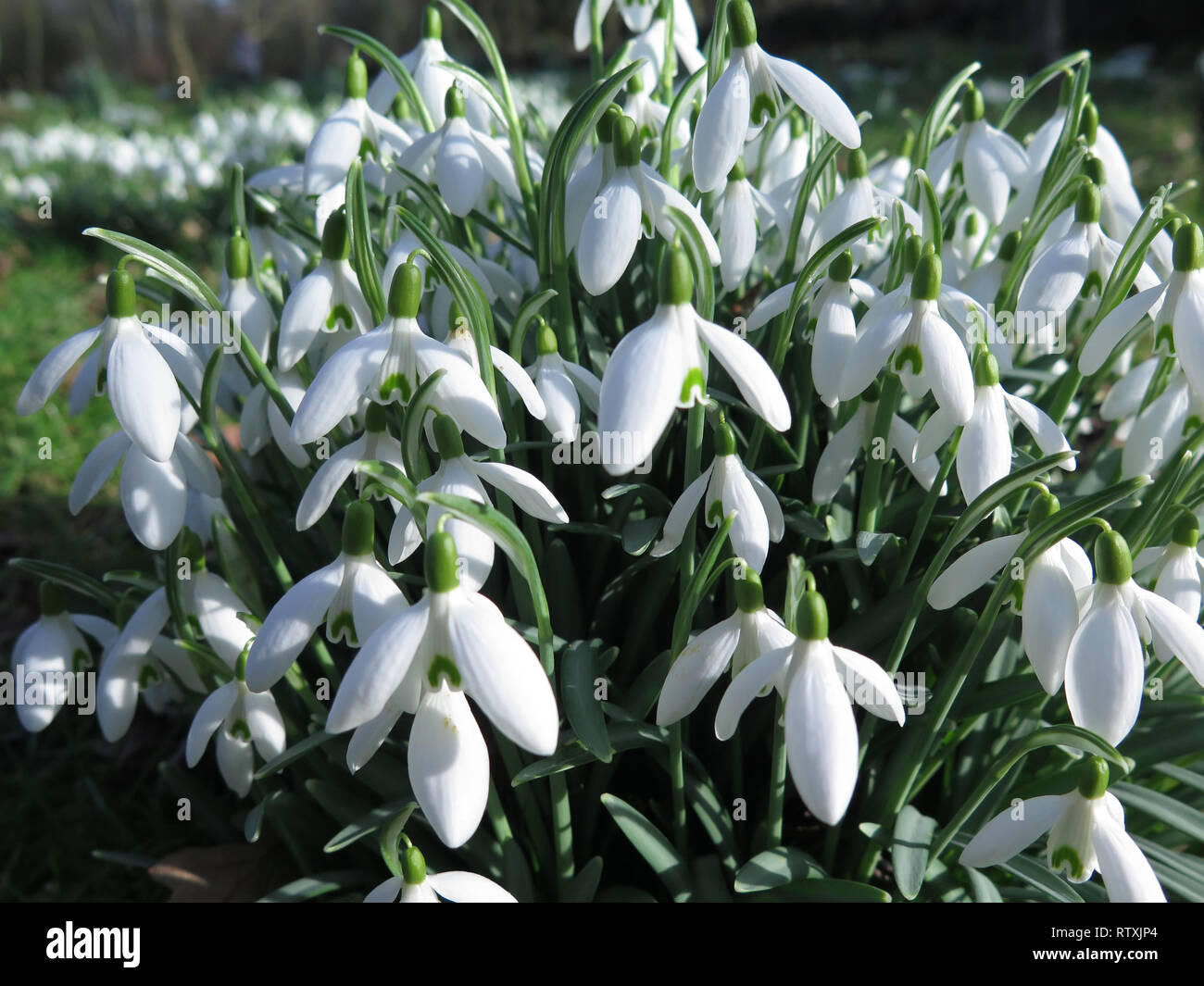 Schneeglöckchen Suffolk England Stockfoto