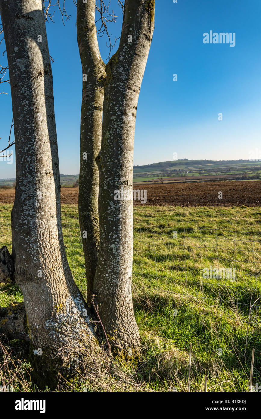 Englische Landschaft im späten Winter an einem sonnigen Tag. Bäume und Zaun im Vordergrund dann auf lange Sicht auf gepflügten Feldes und sanften Hügeln Stockfoto