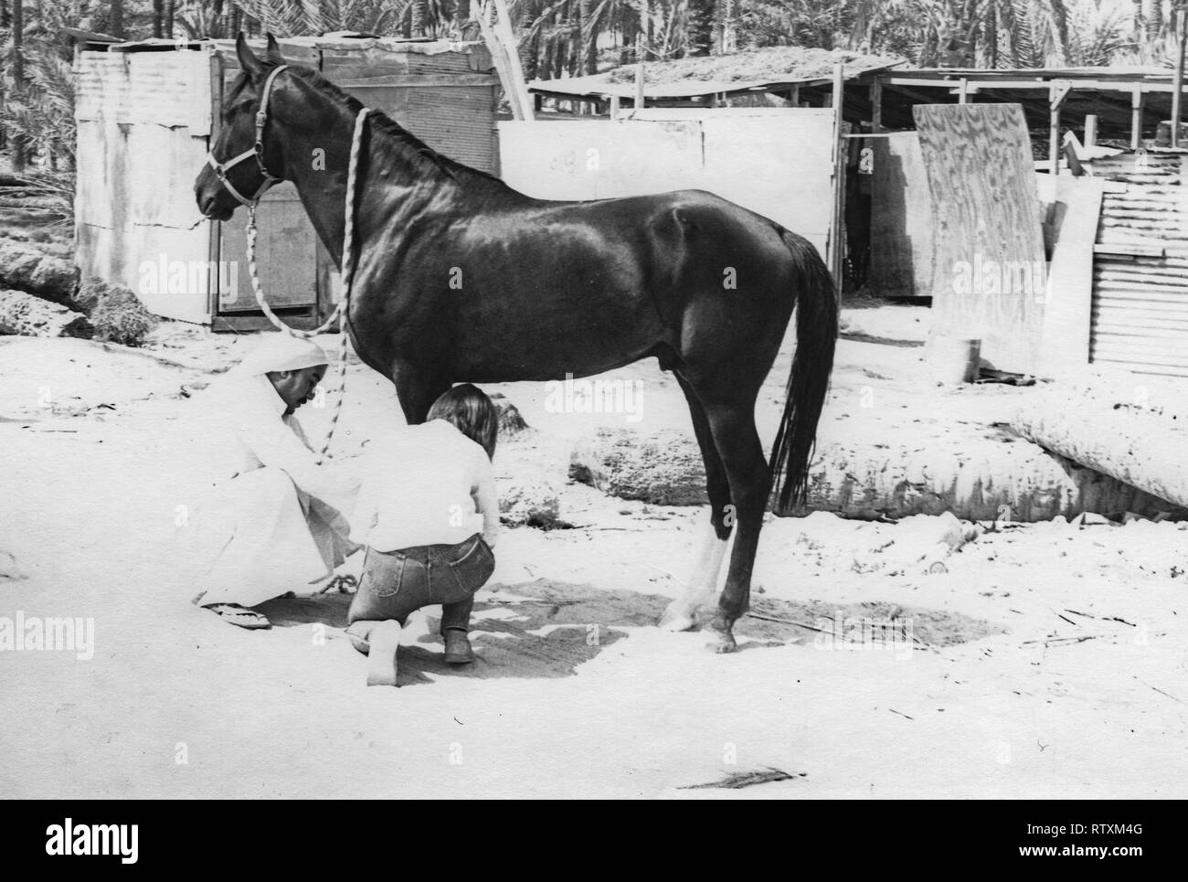 Kauf und Transport eines dunkle Kastanie arabischen Hengst von Al-Qatif/Qatif, Eastern Province, Saudi-Arabien, Abqaiq, ein aramco Compound in 1983. Stockfoto