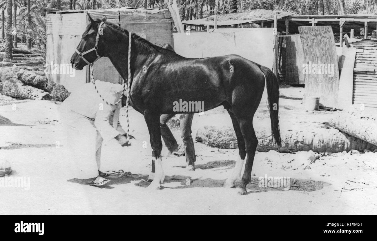 Kauf und Transport eines dunkle Kastanie arabischen Hengst von Al-Qatif/Qatif, Eastern Province, Saudi-Arabien, Abqaiq, ein aramco Compound in 1983. Stockfoto