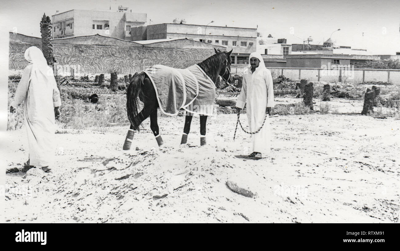 Kauf und Transport eines dunkle Kastanie arabischen Hengst von Al-Qatif/Qatif, Eastern Province, Saudi-Arabien, Abqaiq, ein aramco Compound in 1983. Stockfoto